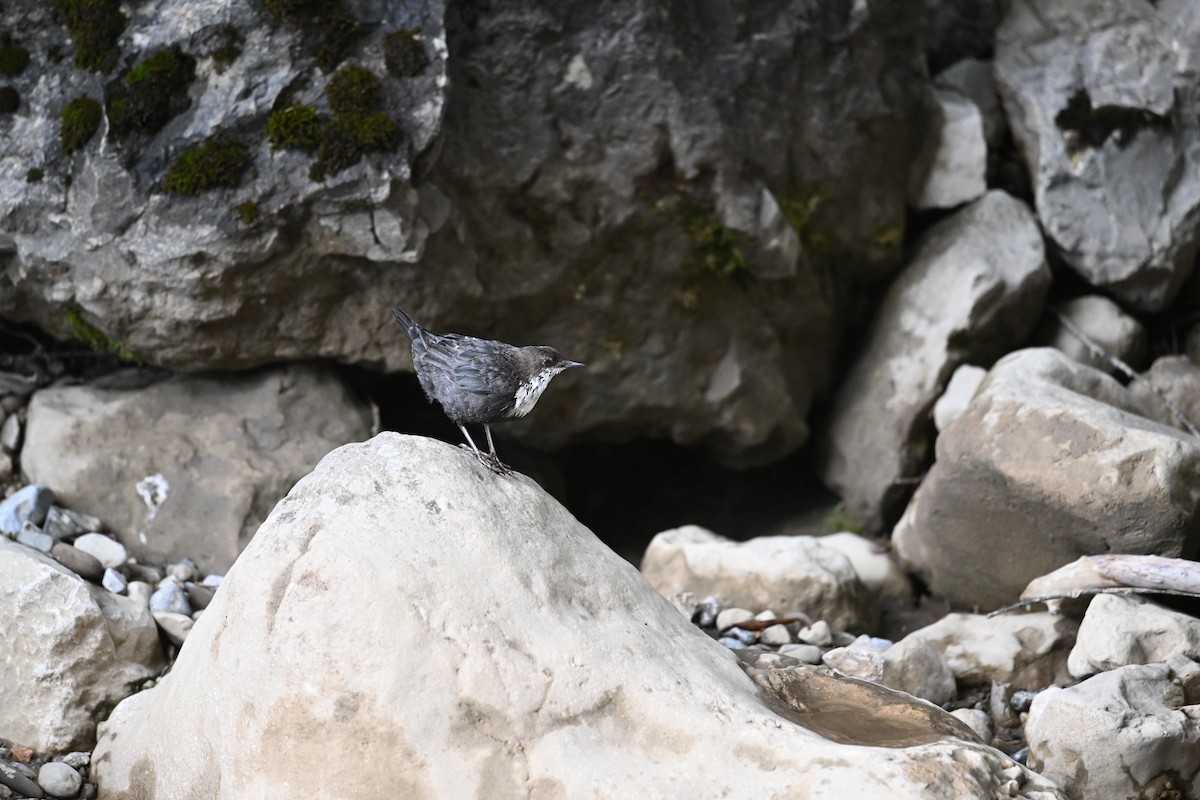 White-throated Dipper - ML644475278