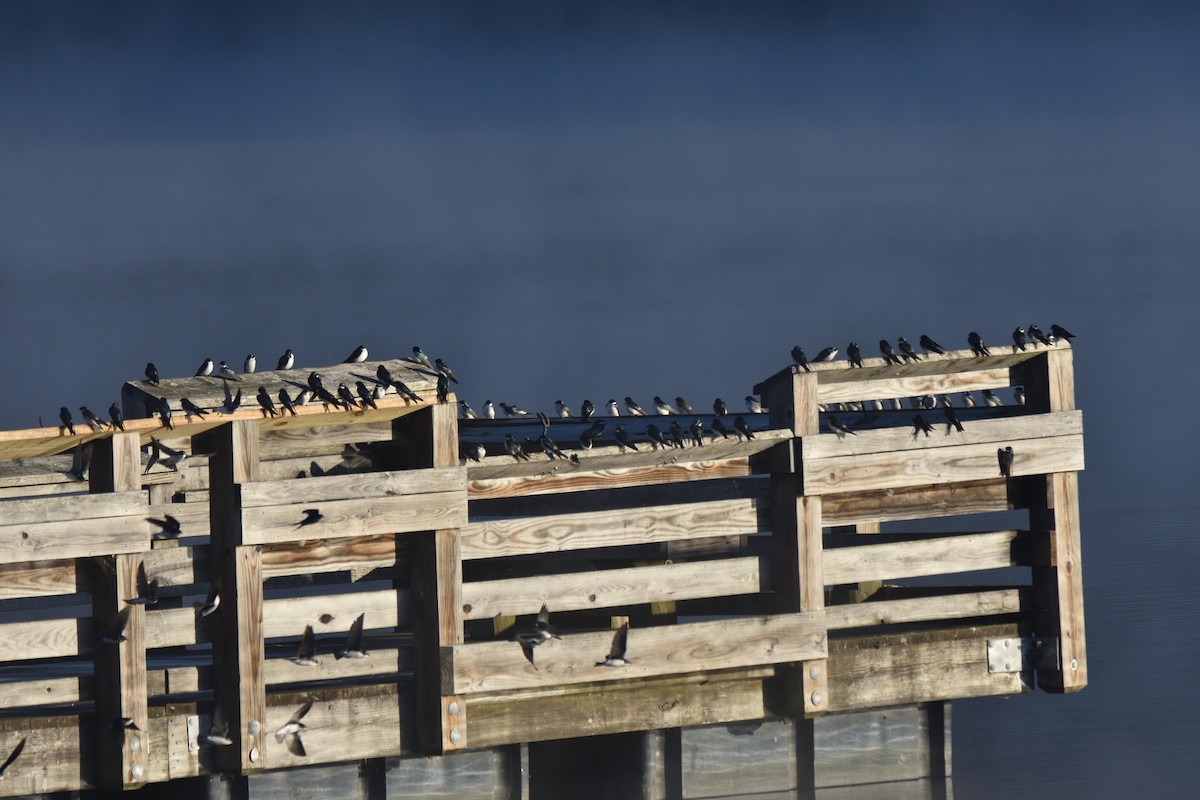 Tree Swallow - ML644475292