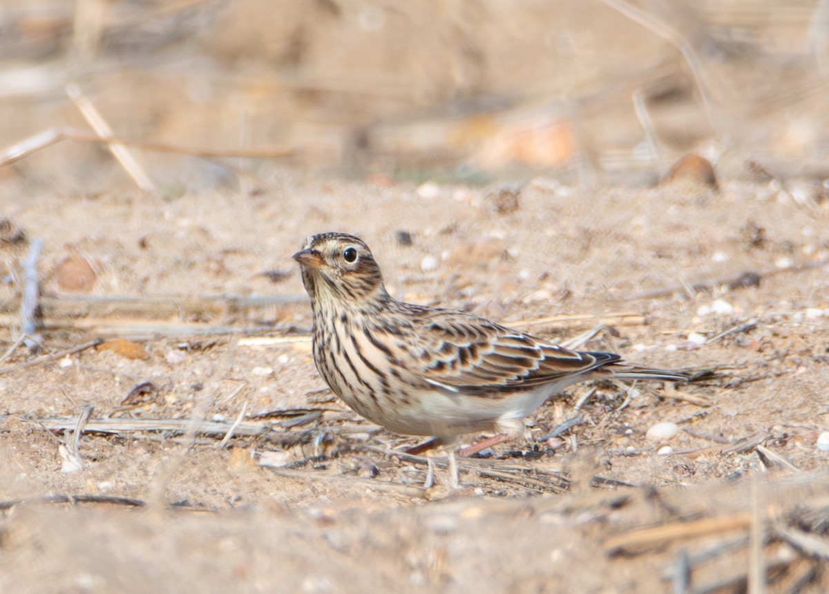 Eurasian Skylark - ML644475293