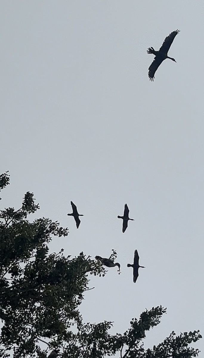 Double-crested Cormorant - ML644475294