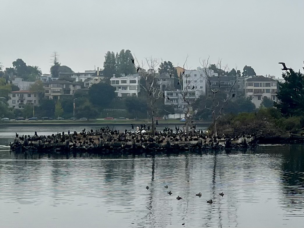 Double-crested Cormorant - ML644475295