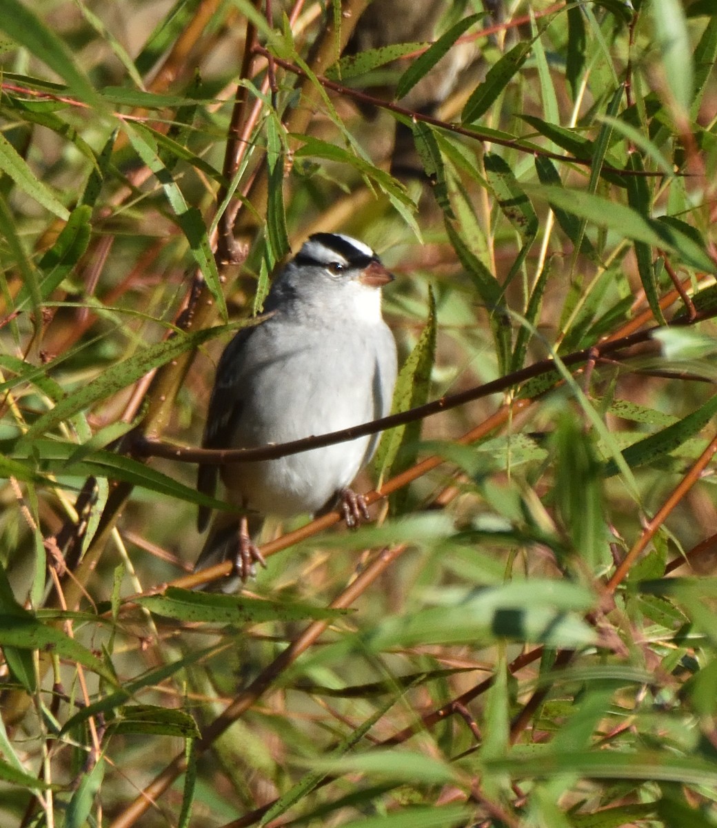 White-crowned Sparrow - ML644475302