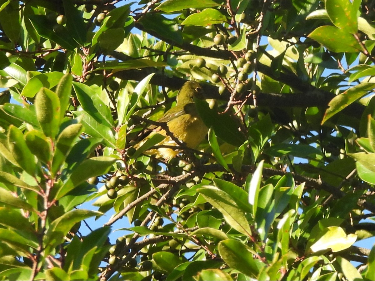 papežík zelenohřbetý - ML644475312