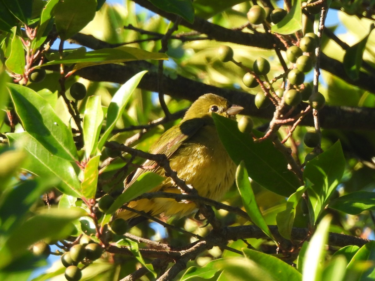 papežík zelenohřbetý - ML644475313