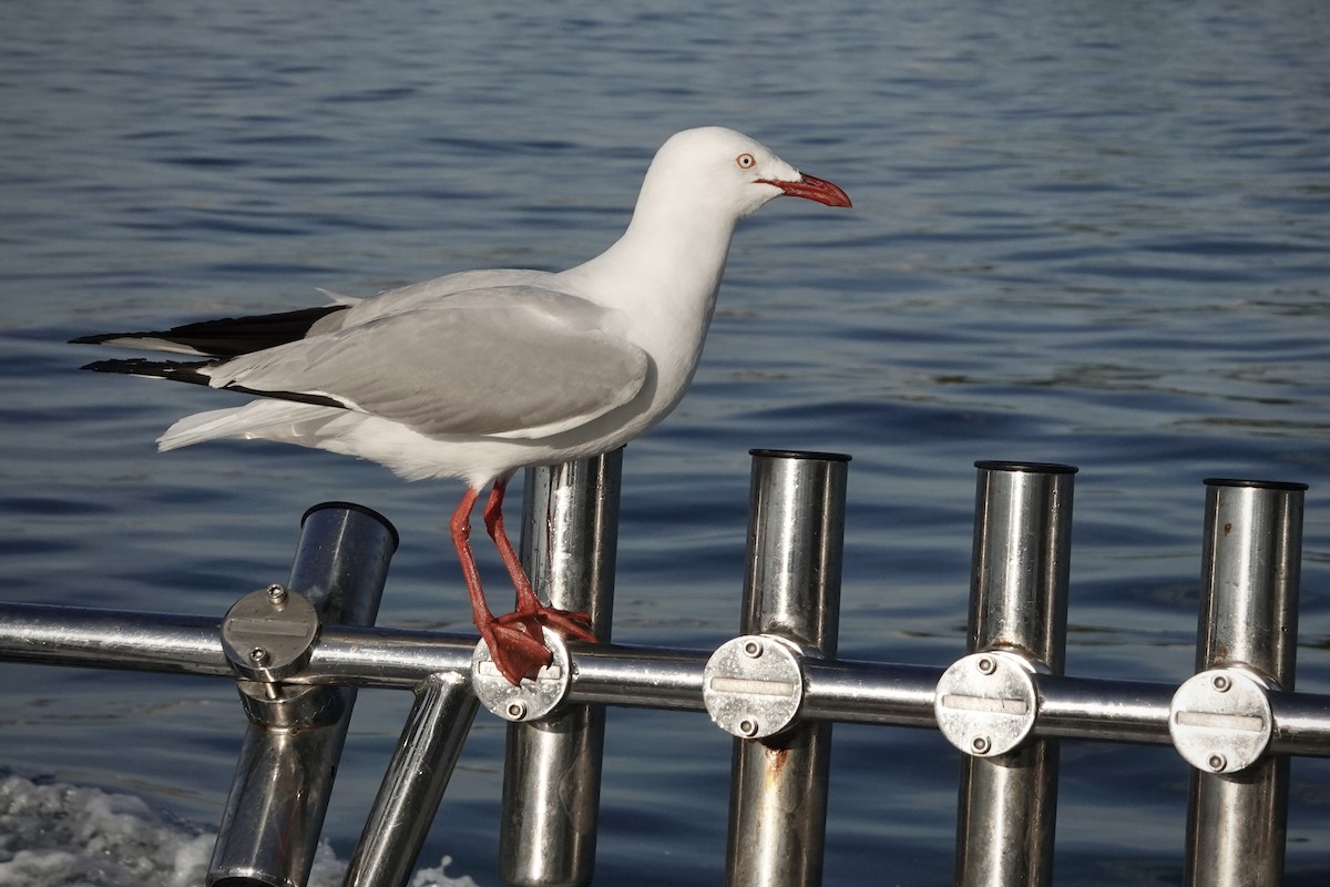 ギンカモメ - ML644475318