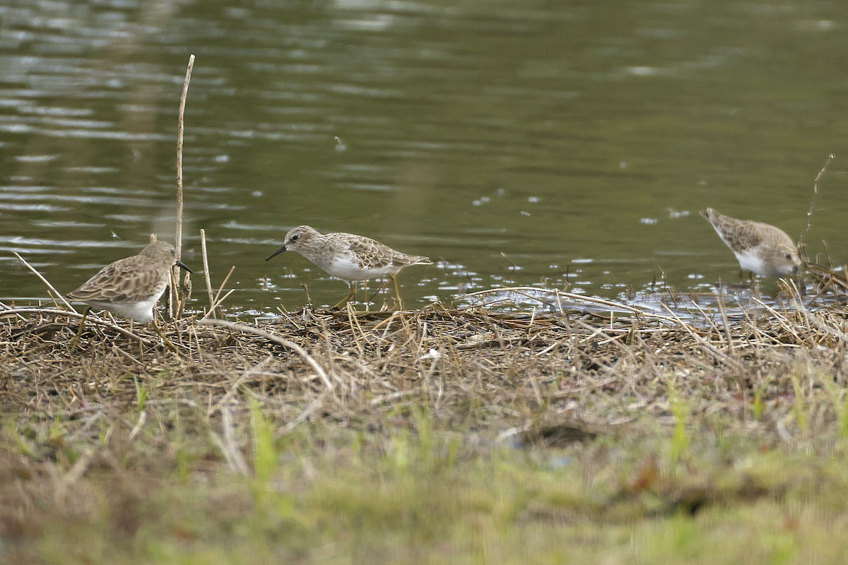 アメリカヒバリシギ - ML644475324