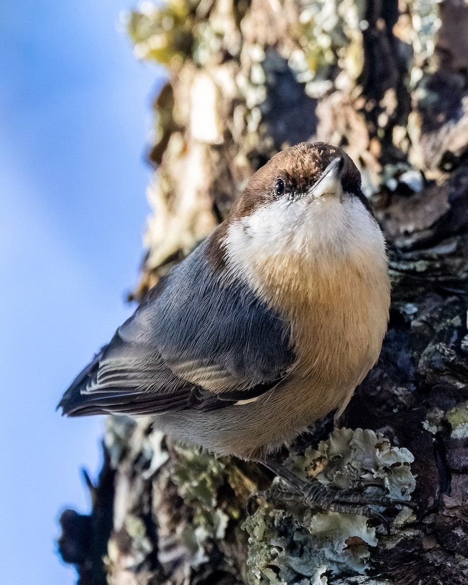 brhlík hnědohlavý - ML644475329