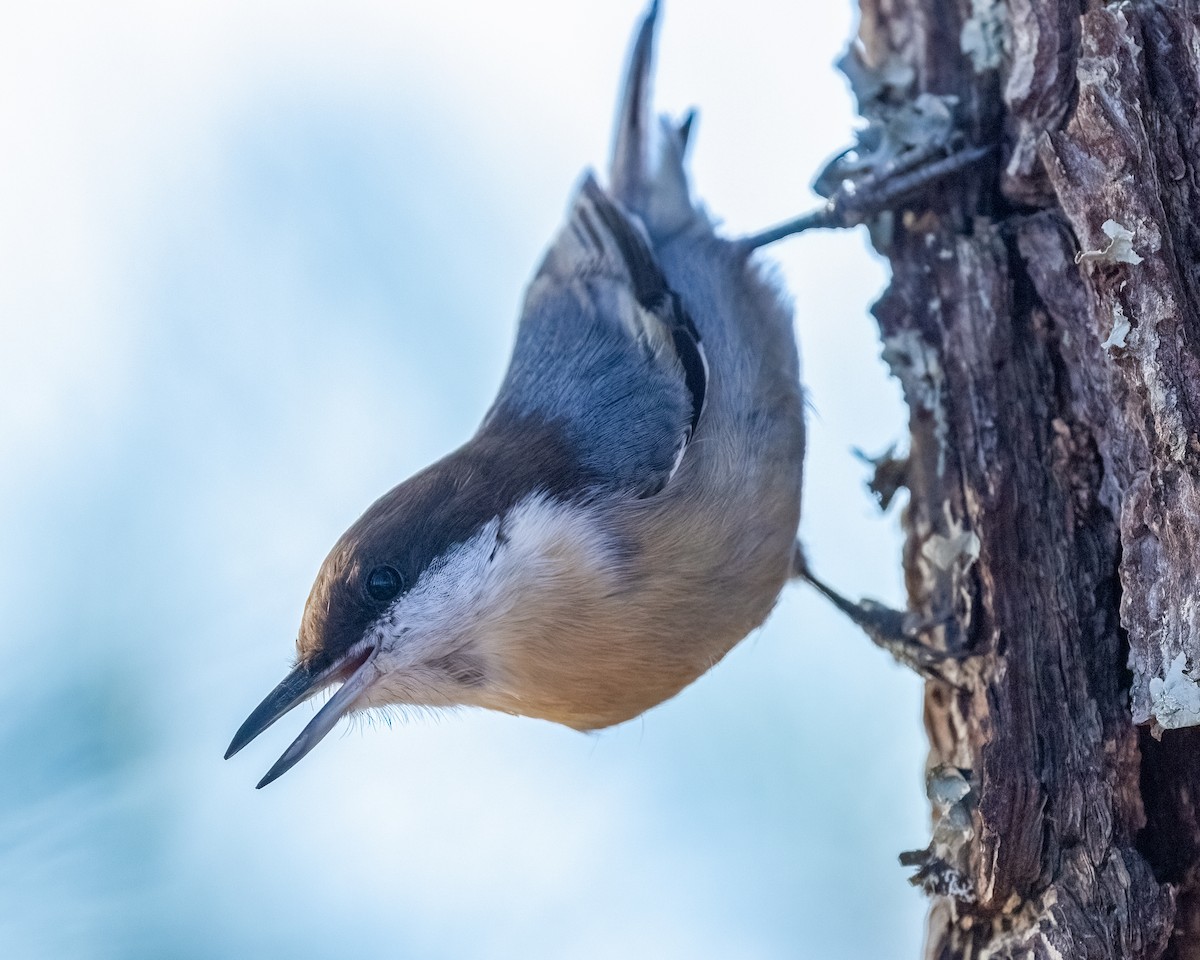 brhlík hnědohlavý - ML644475330