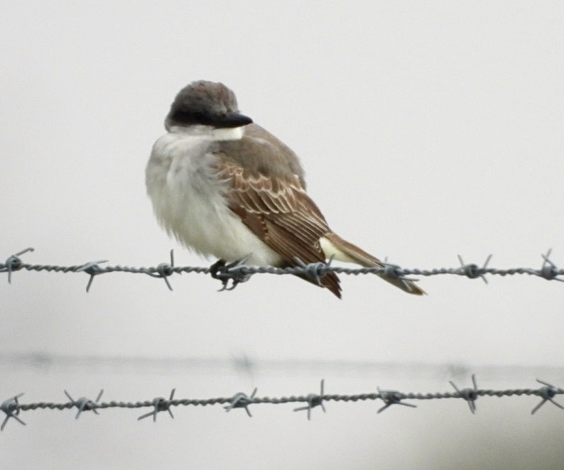 Gray Kingbird - ML644475339