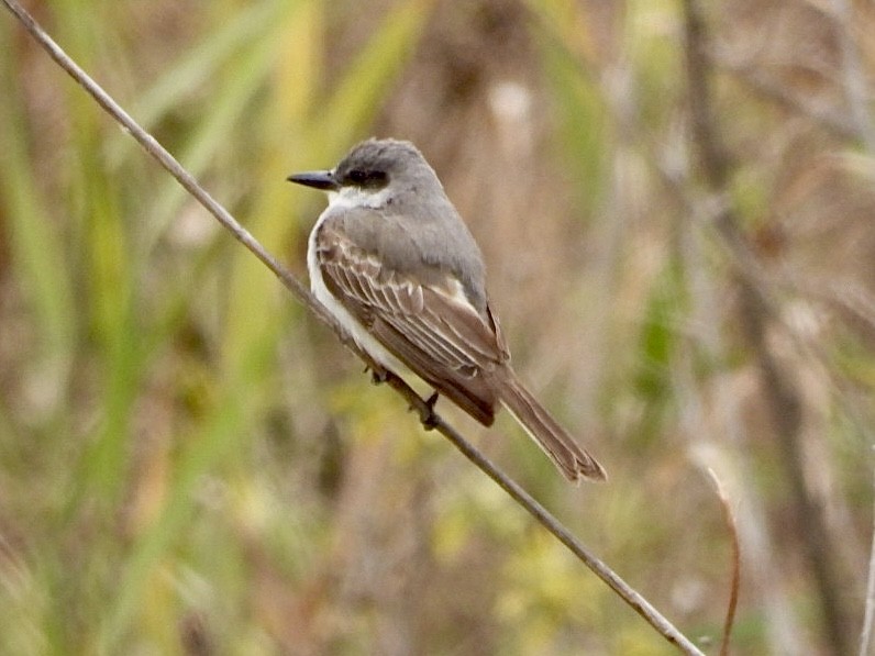 Gray Kingbird - ML644475340