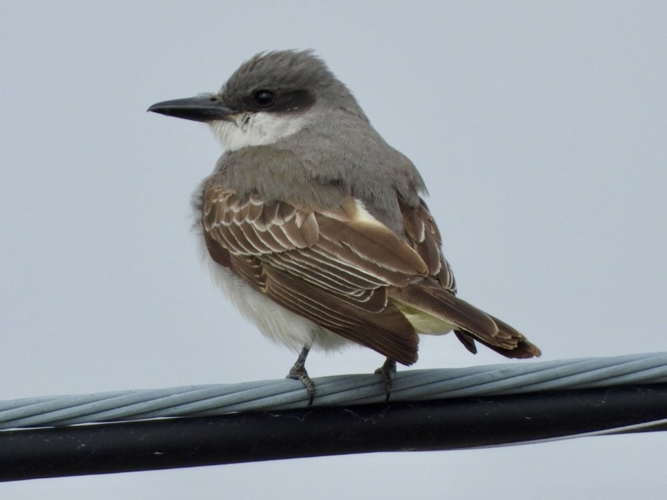 Gray Kingbird - ML644475341