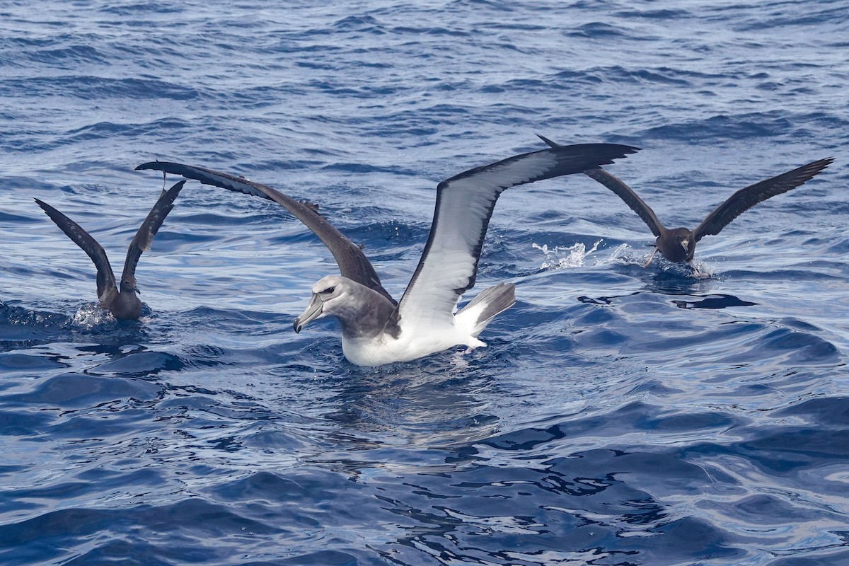 ニュージーランドアホウドリ - ML644475350