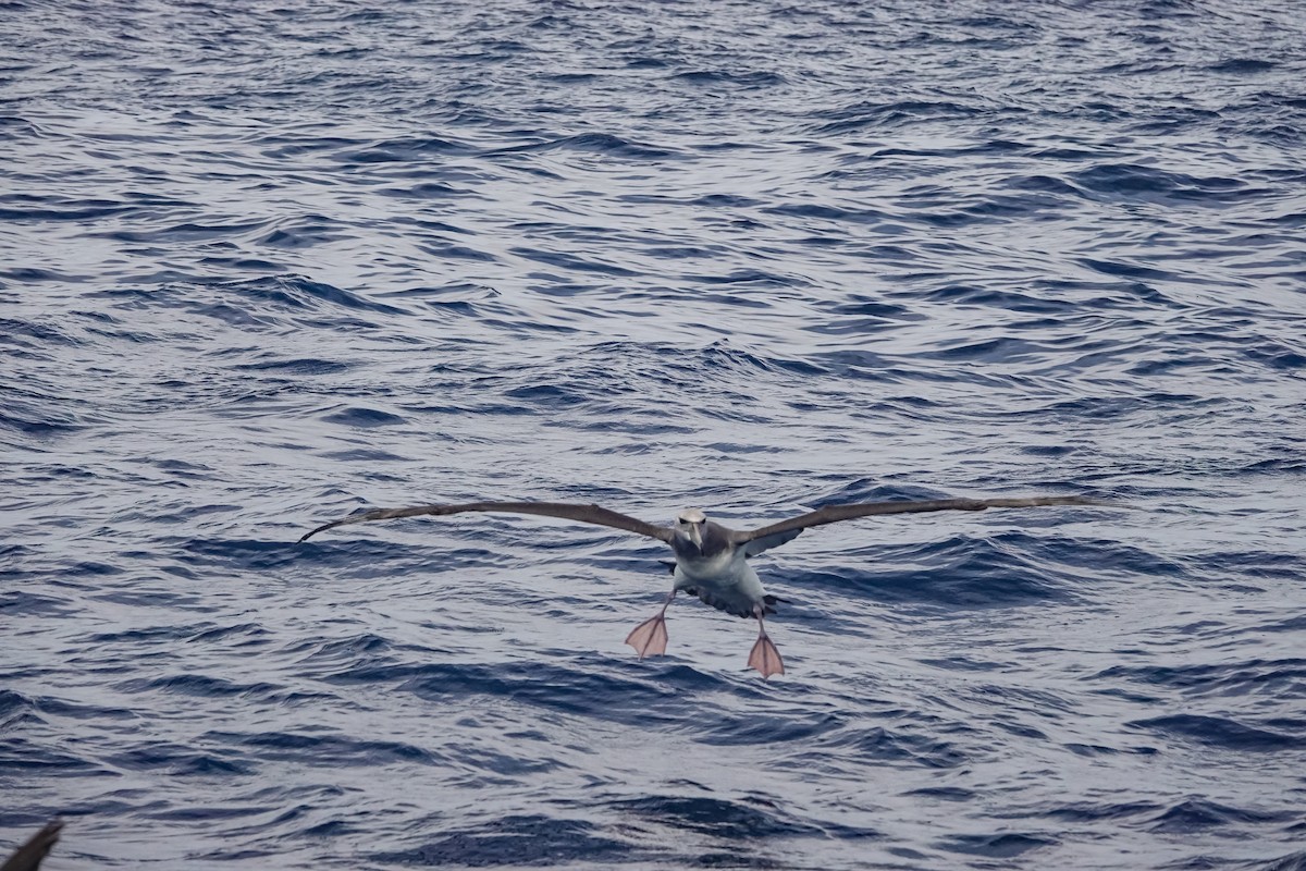 ニュージーランドアホウドリ - ML644475352