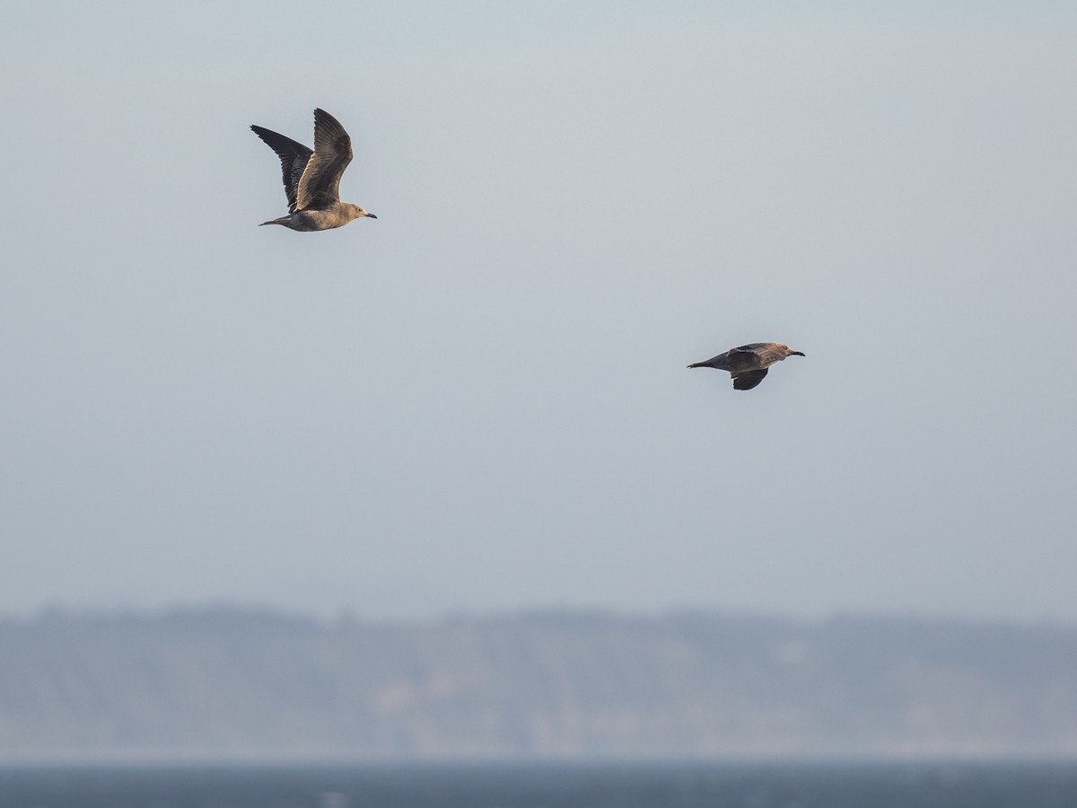 Gray Gull - ML644475358