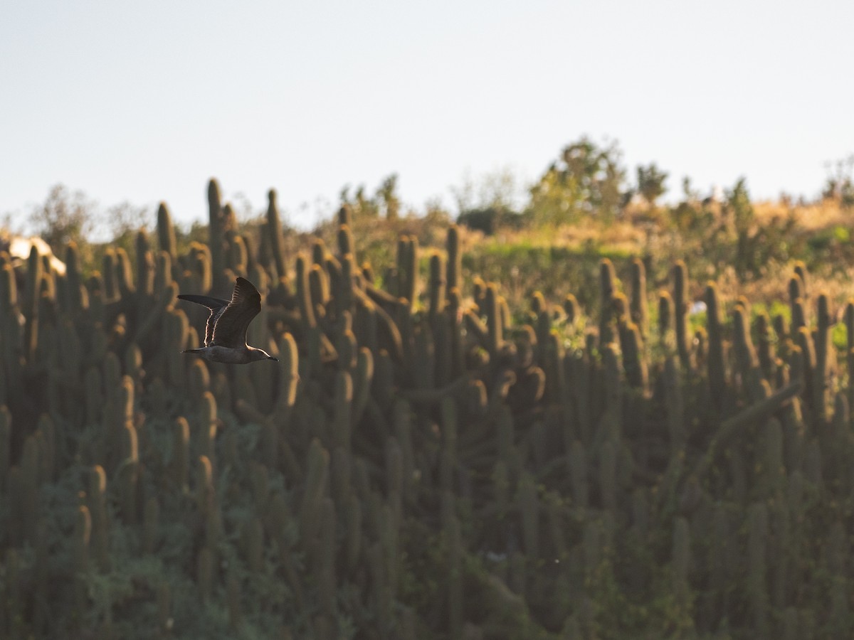 Gray Gull - ML644475359