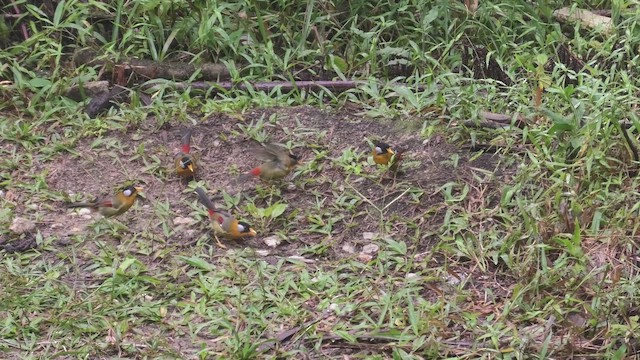 Silver-eared Mesia (Silver-eared) - ML644475379