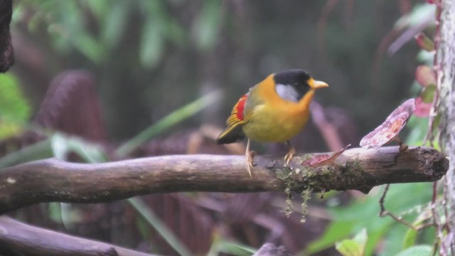 Silver-eared Mesia (Silver-eared) - ML644475380