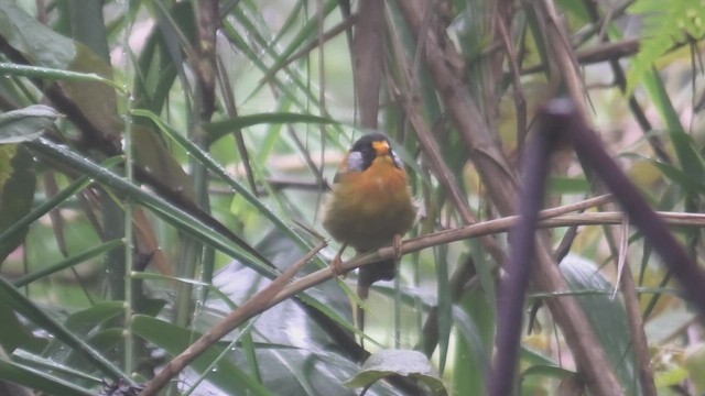 Silver-eared Mesia (Silver-eared) - ML644475381