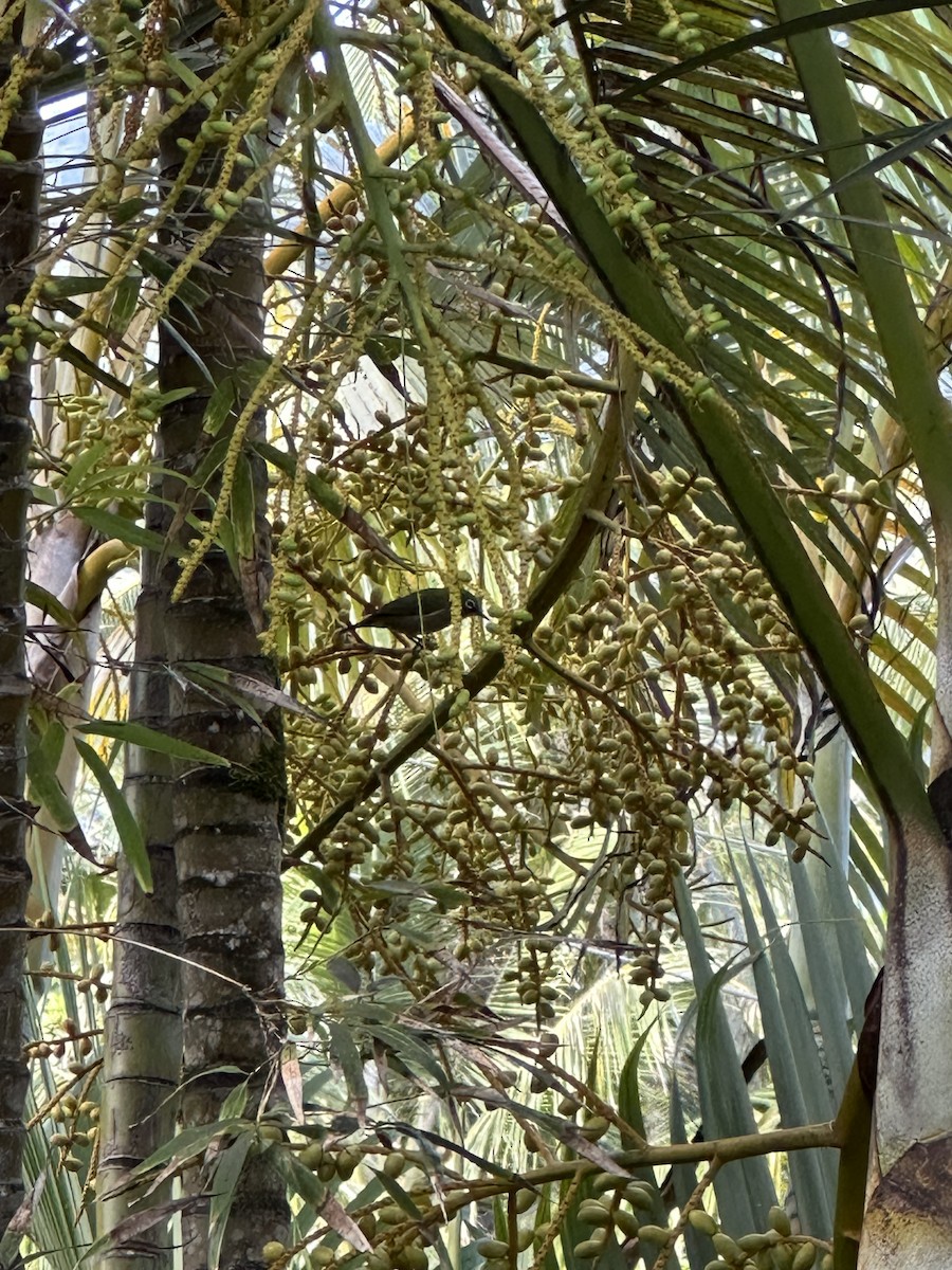 Anteojitos Japonés - ML644475391