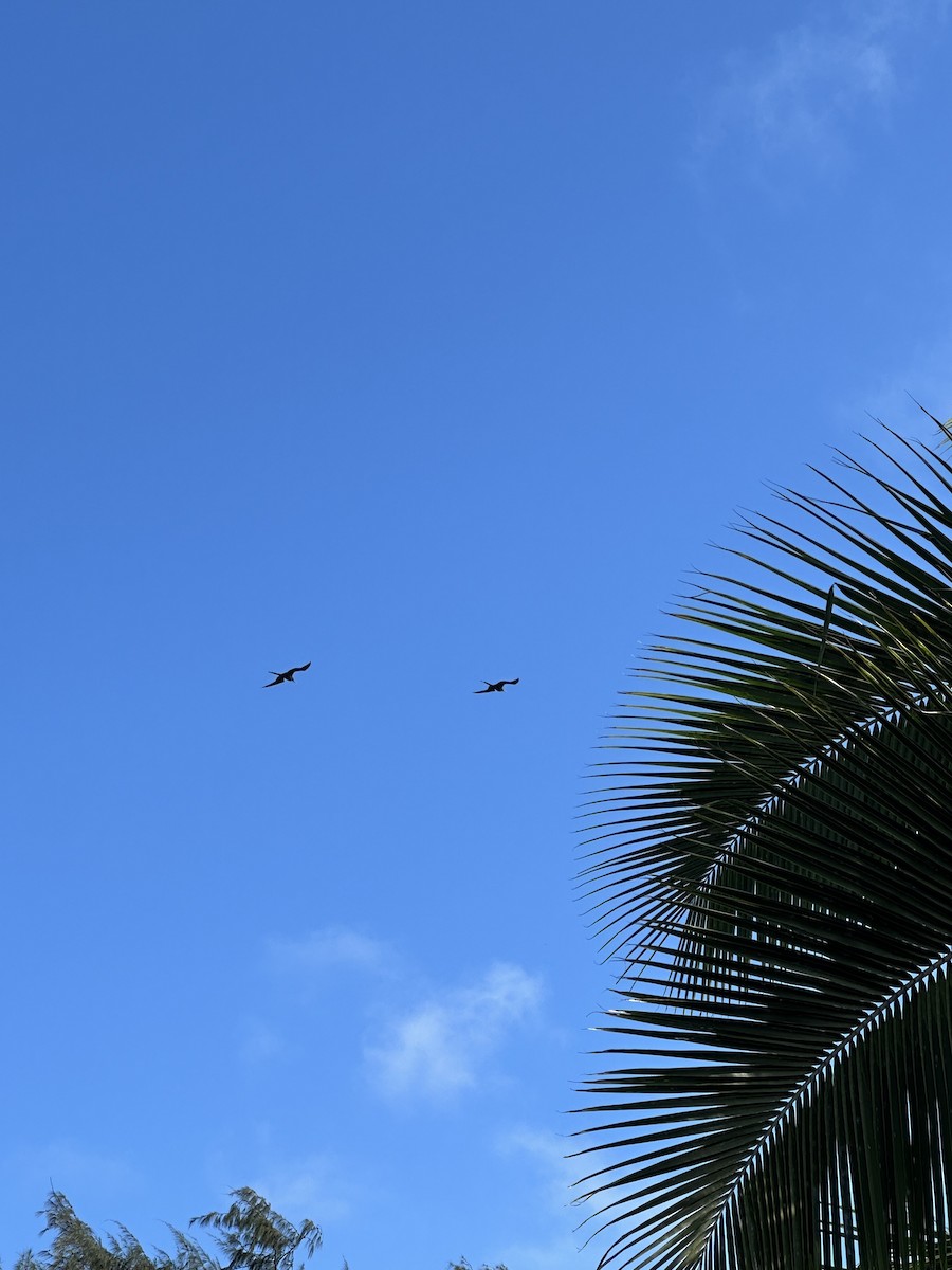 Great Frigatebird - ML644475402