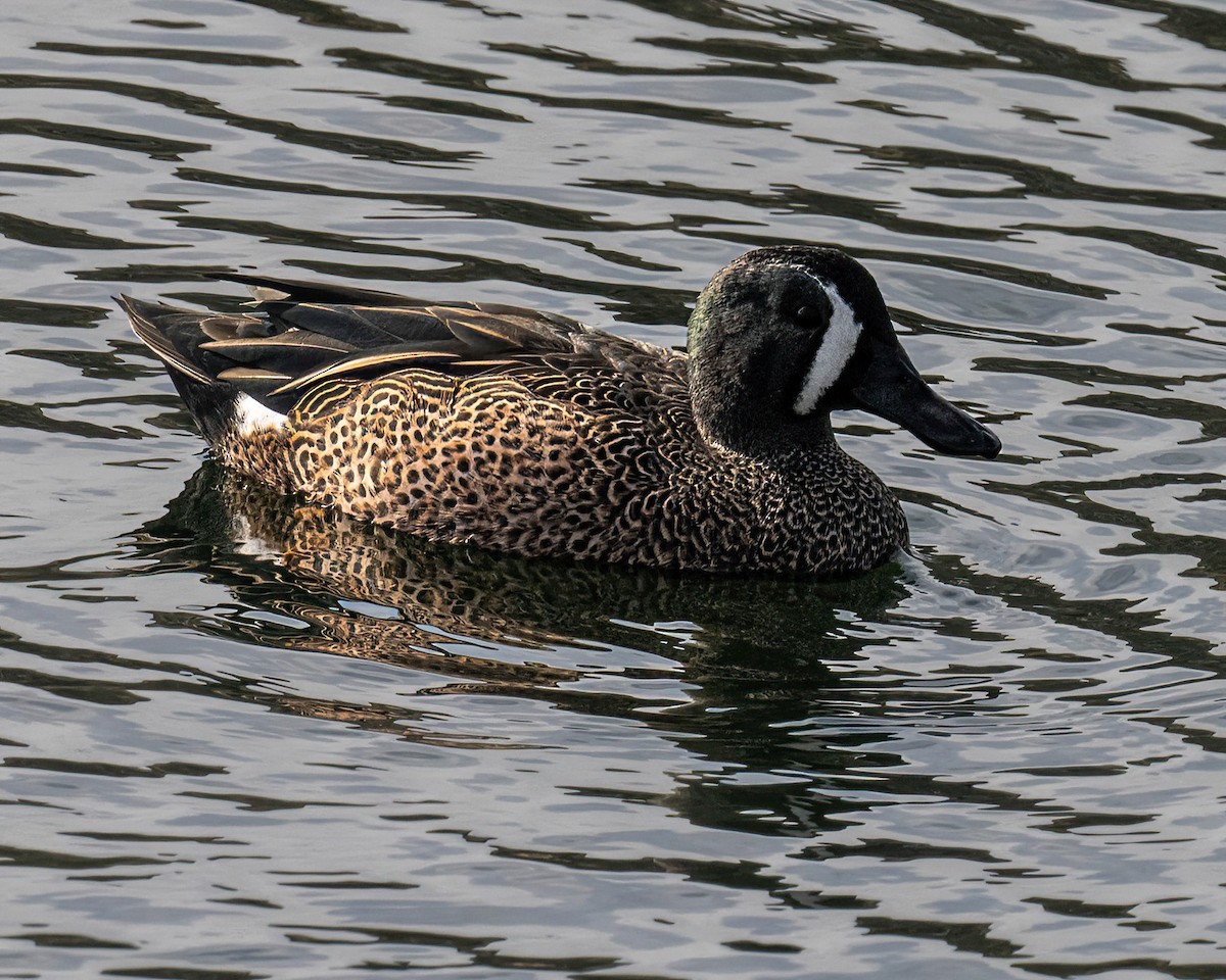 שרשיר כחול-כנף - ML644475404