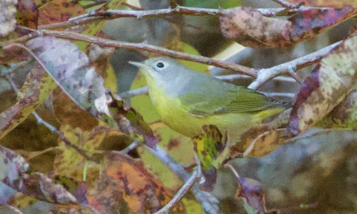 Nashville Warbler - ML644475410