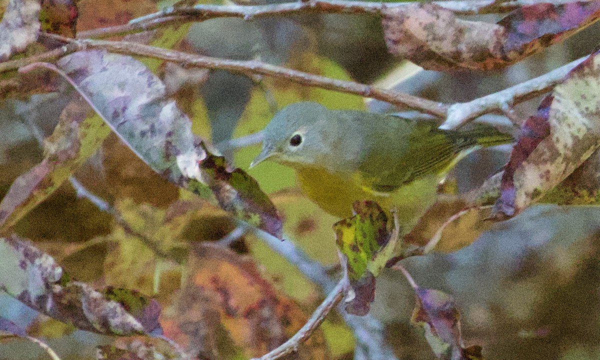 Nashville Warbler - ML644475411