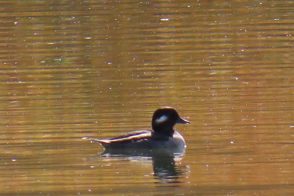 hohol bělavý - ML644475413