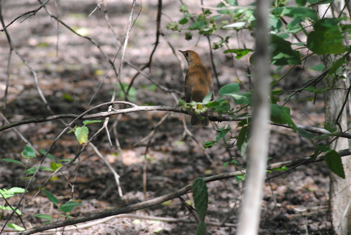 Weidenmusendrossel - ML644475415