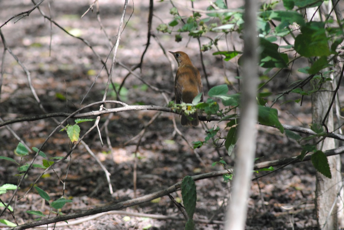 Weidenmusendrossel - ML644475416