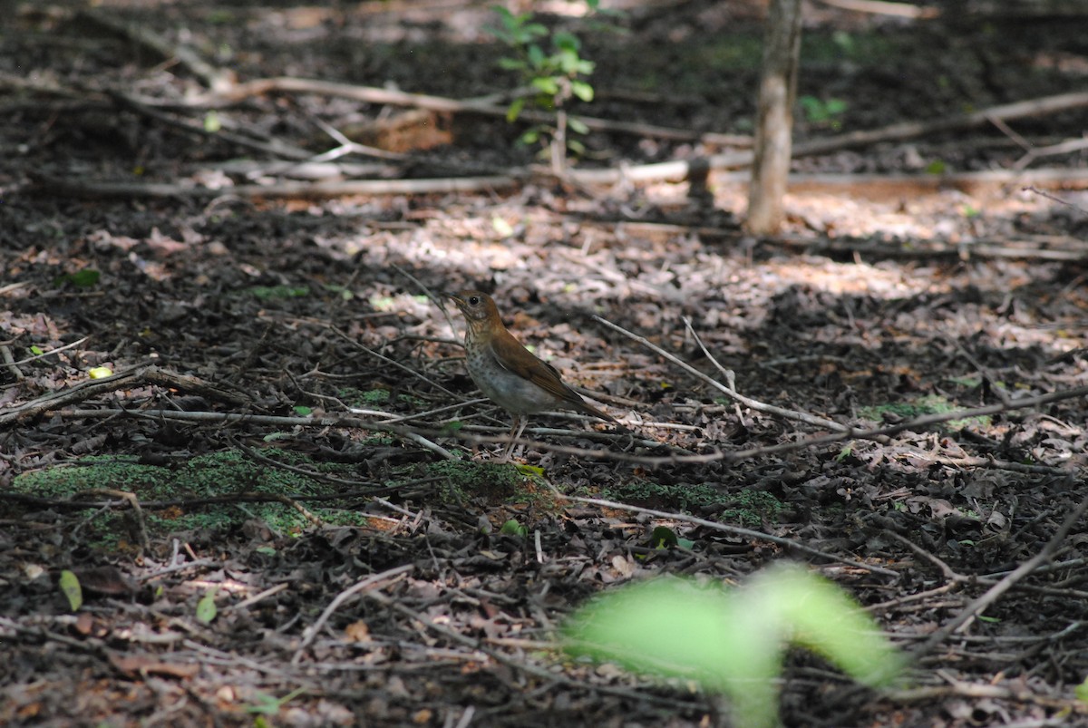 Weidenmusendrossel - ML644475418