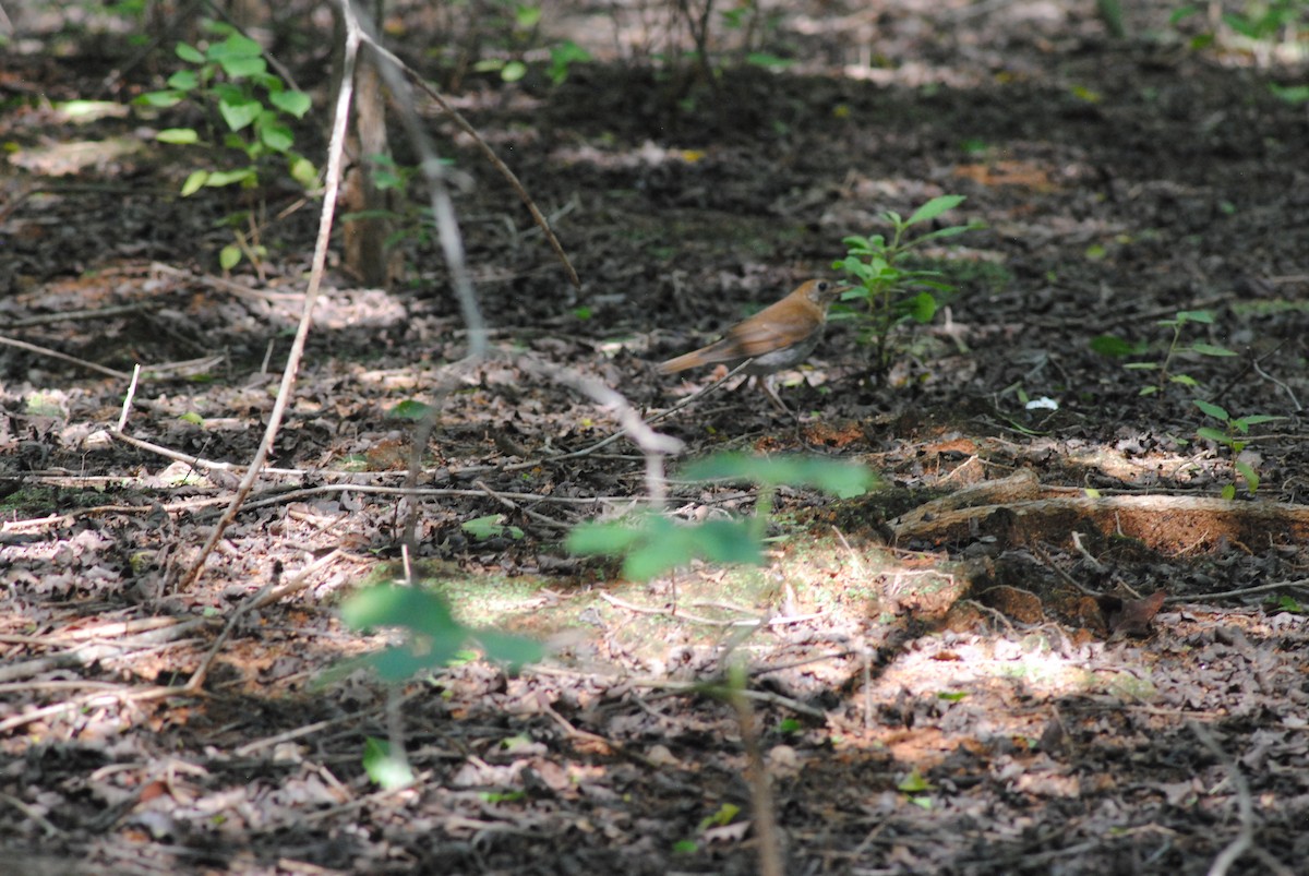 Weidenmusendrossel - ML644475419