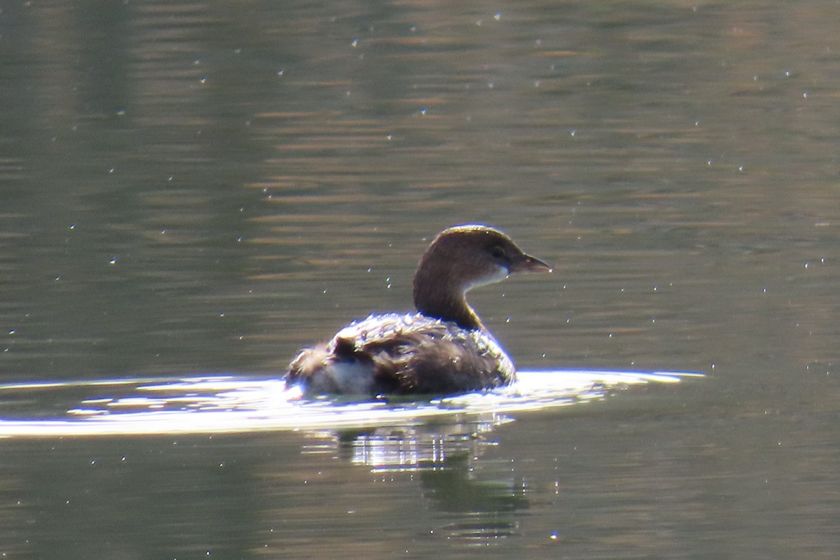 potápka americká - ML644475428