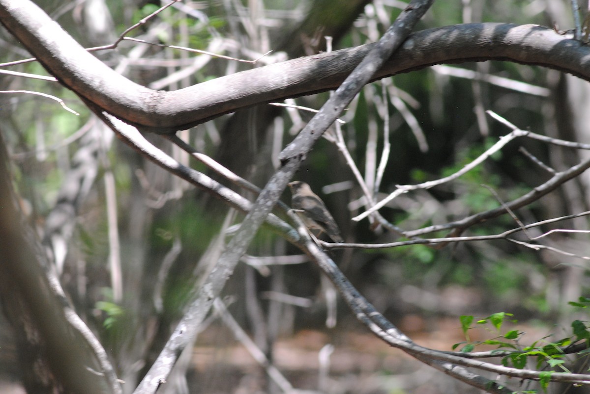 Grauwangen-Musendrossel - ML644475443