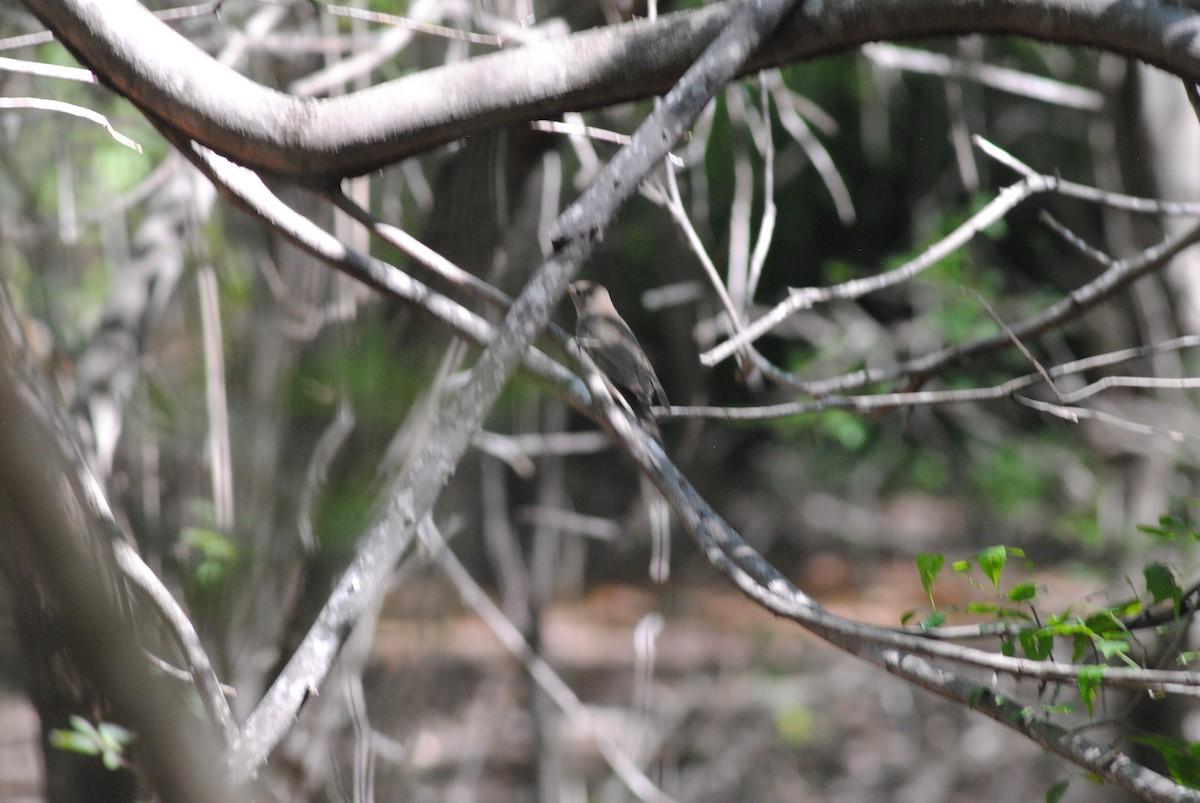 Grauwangen-Musendrossel - ML644475444