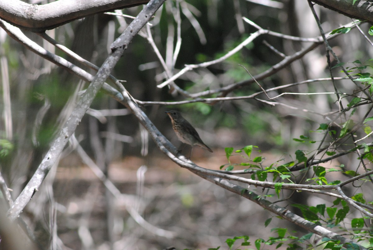 Grauwangen-Musendrossel - ML644475445