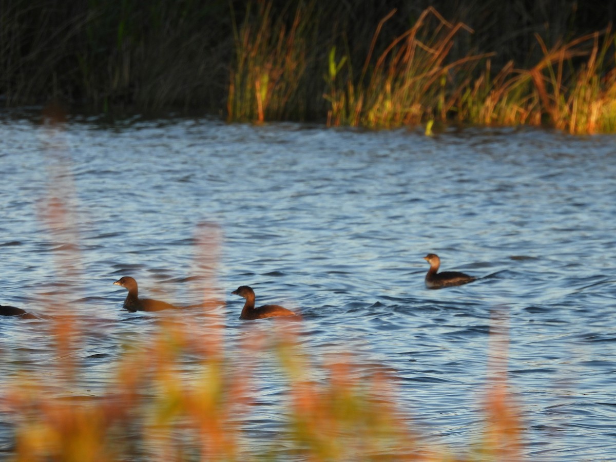 Grèbe à bec bigarré - ML644475447