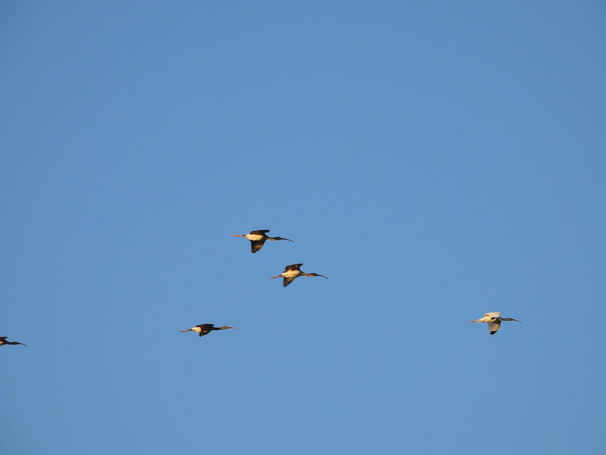 Ibis blanc - ML644475454