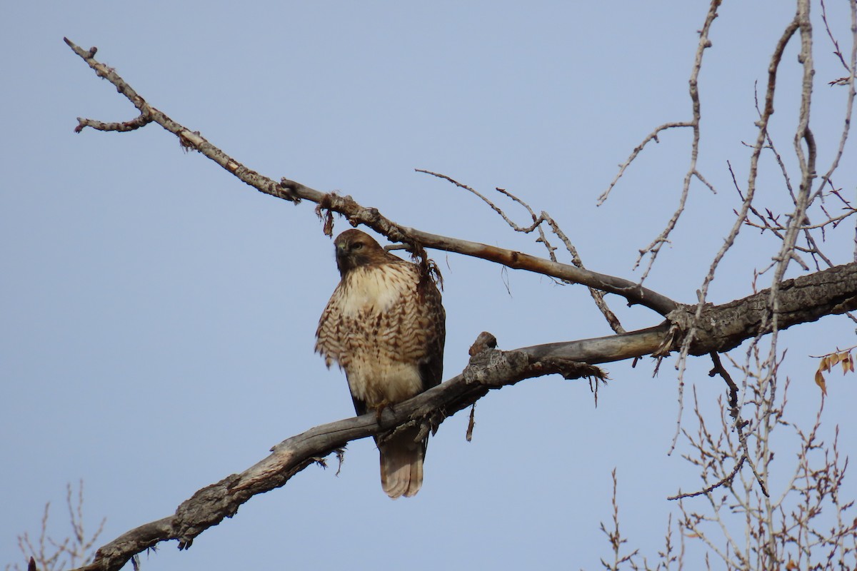 káně rudochvostá - ML644475455