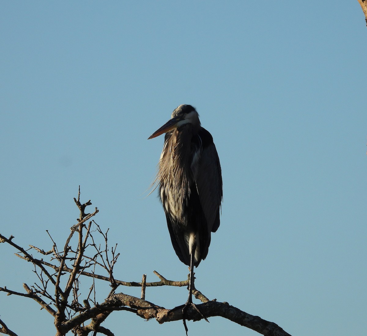 Grand Héron - ML644475458