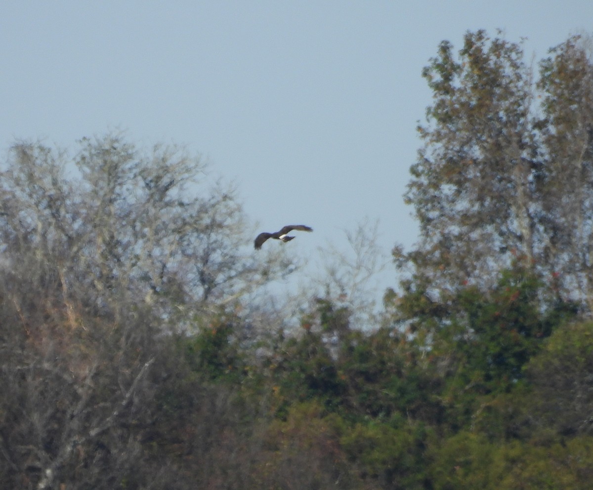 Busard des marais - ML644475465