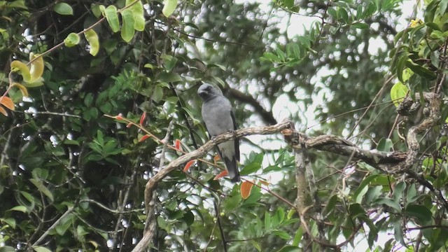 Malayan Cuckooshrike - ML644475466