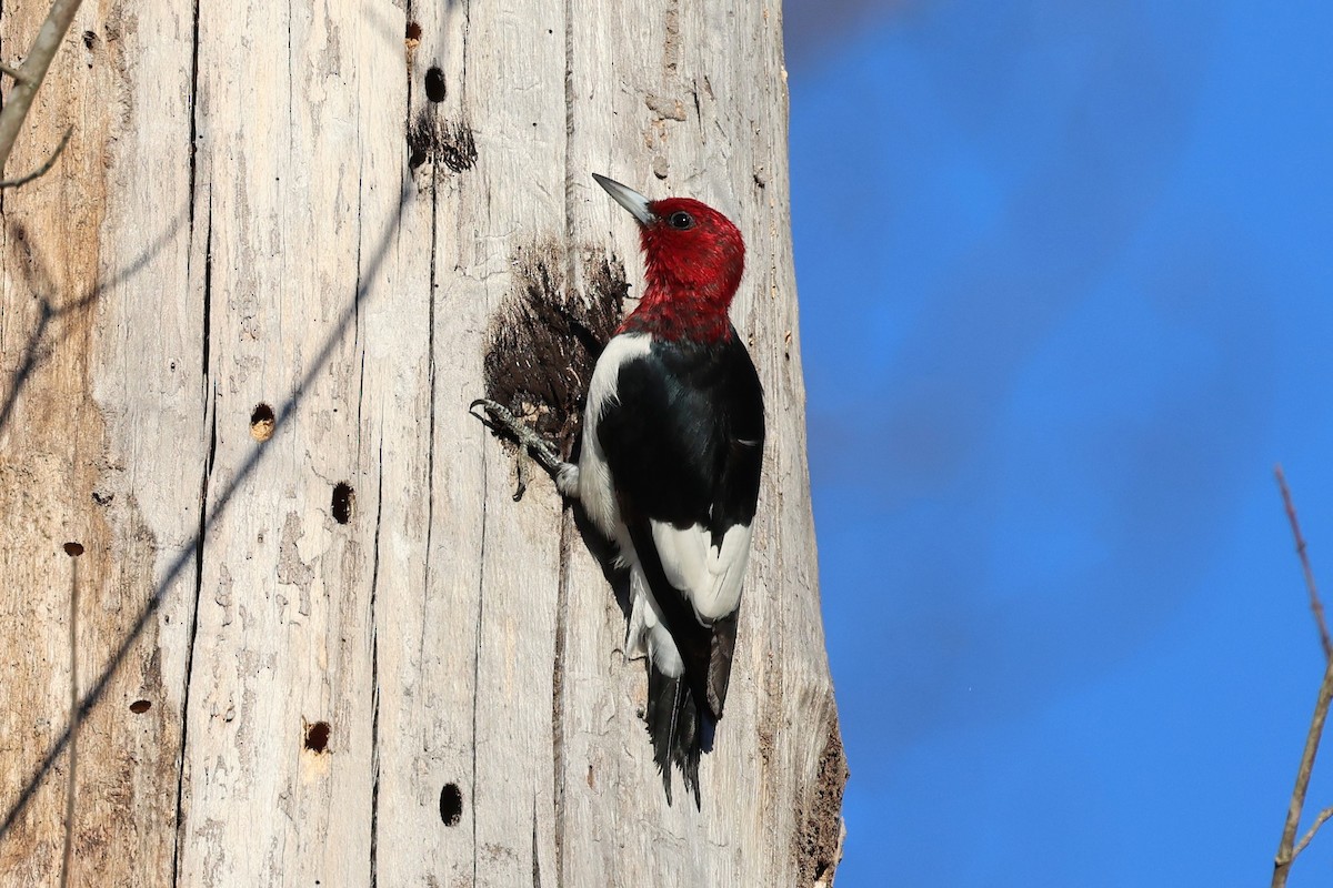 Red-headed Woodpecker - ML644475467