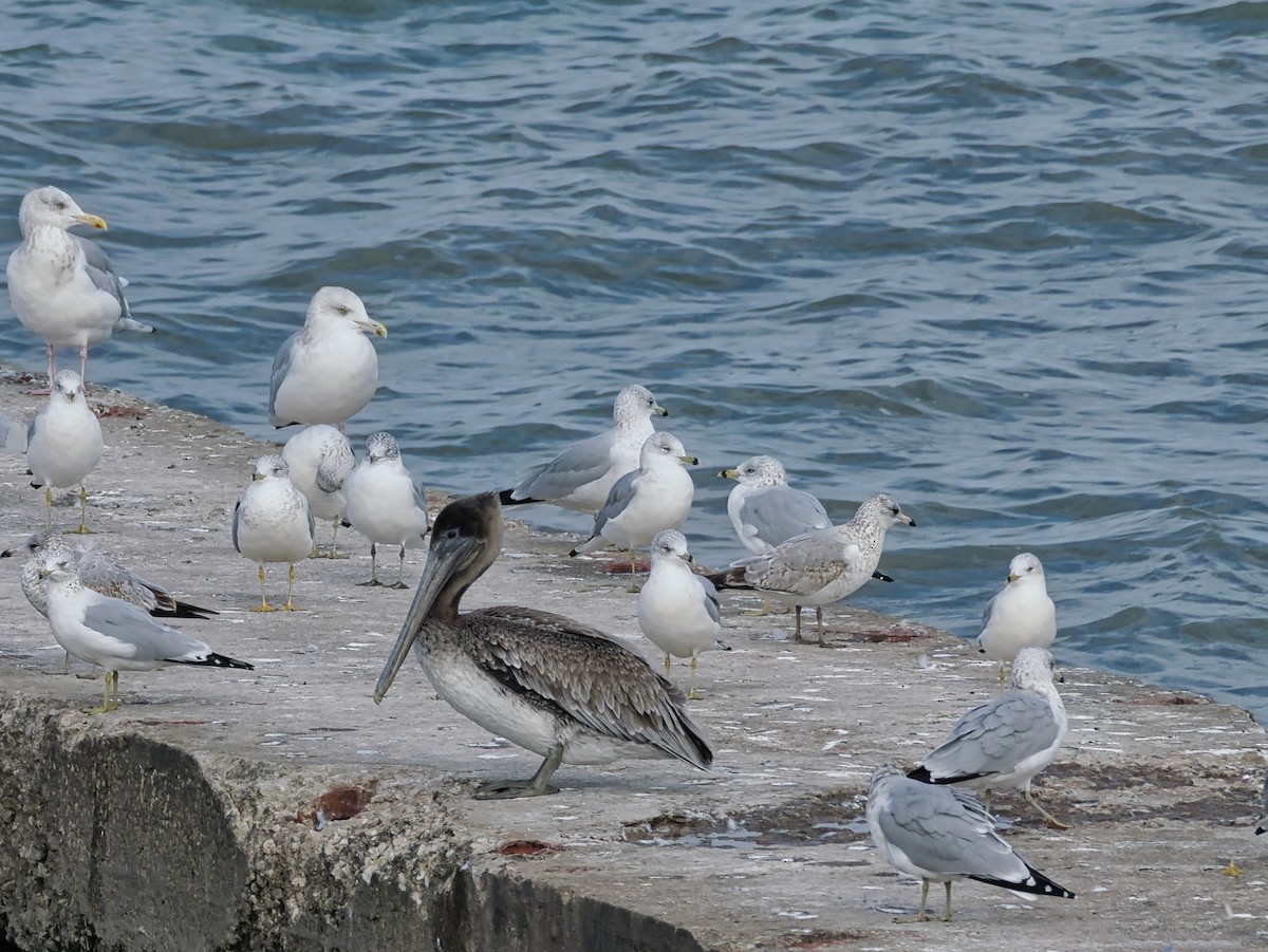 Brown Pelican - ML644475470