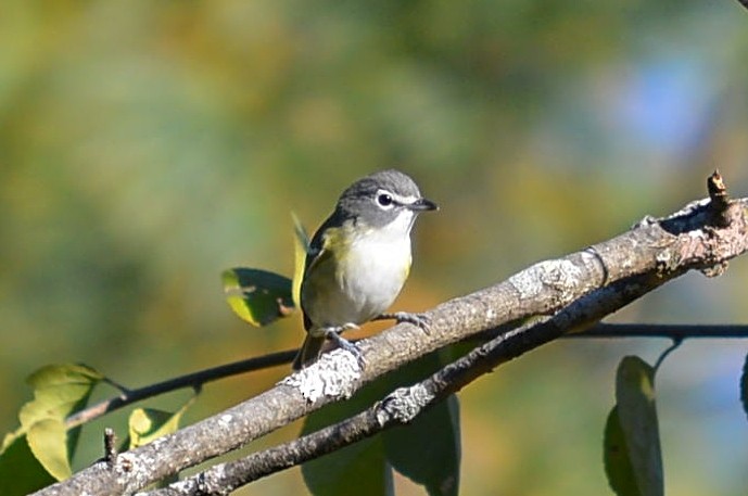 Blue-headed Vireo - ML644475472