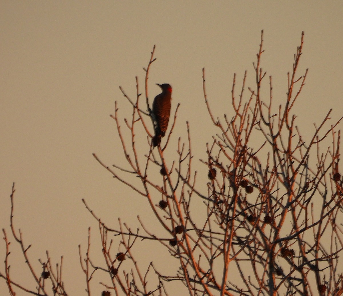 Pic flamboyant - ML644475478