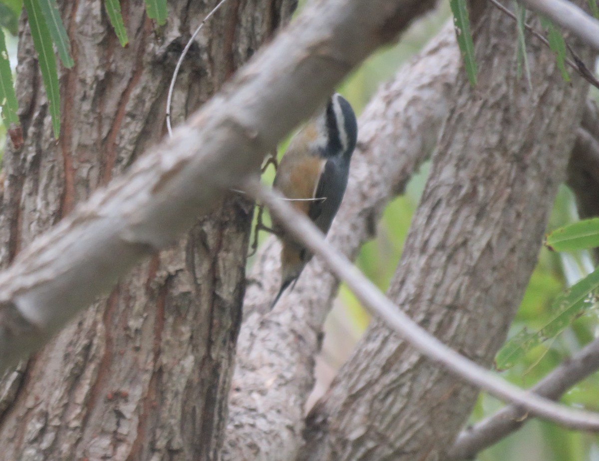 ムネアカゴジュウカラ - ML644475479