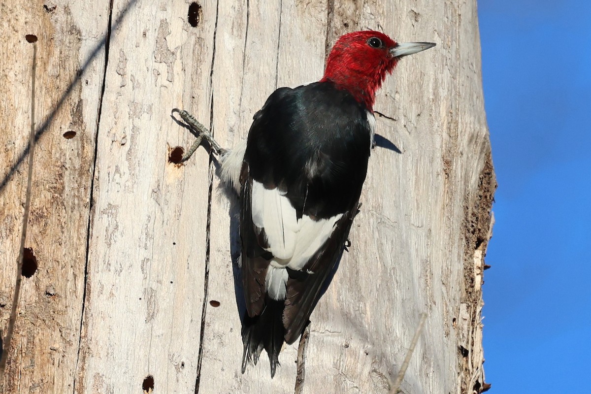 Red-headed Woodpecker - ML644475482