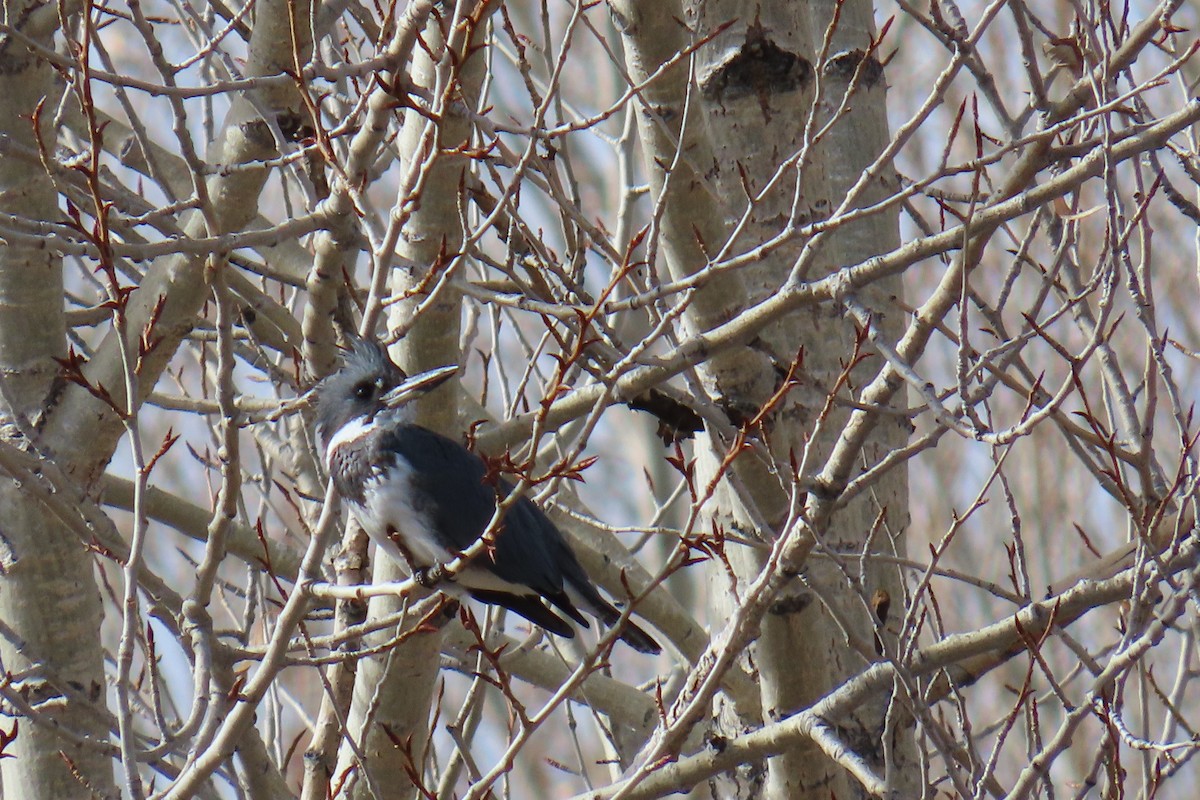 rybařík pruhoprsý - ML644475483