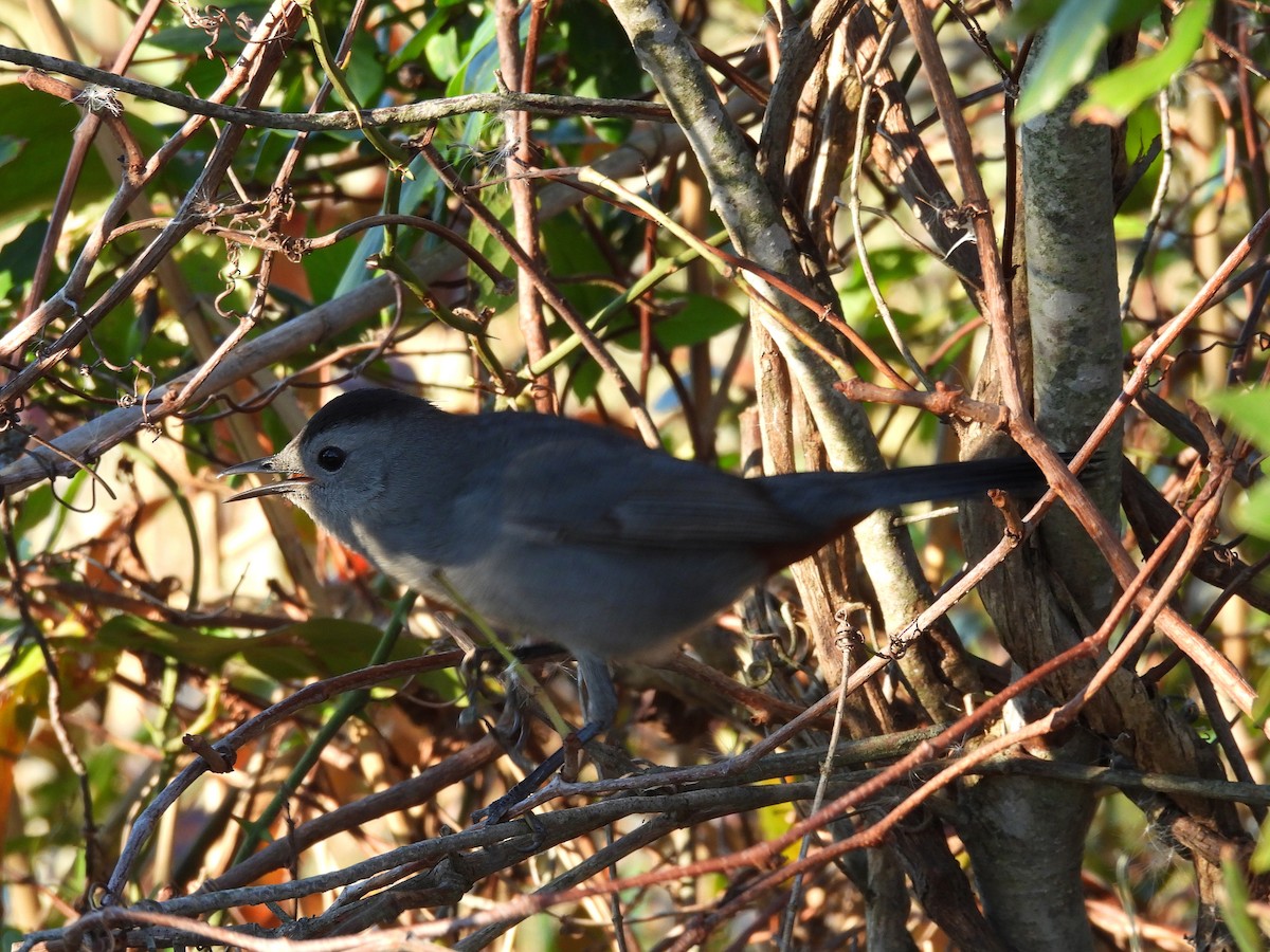 Gray Catbird - ML644475489